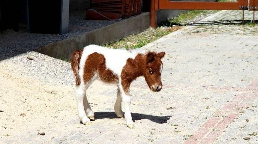 Torbalı Su Depoları 1 Milyon Liraya Yenileniyor