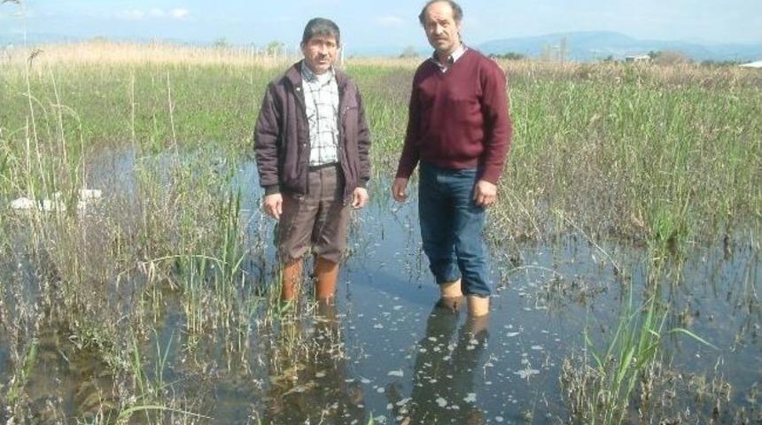 &Ccedil;oruk K&ouml;y&uuml;&rsquo;nde Tarlalar Bataklık Oldu