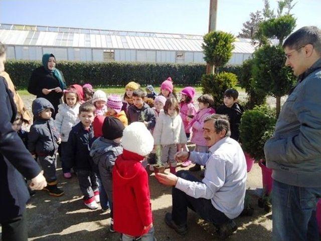 Minikler Bir Fidanın Nasıl Ağaca Dönüştüğünü Öğrendi 1
