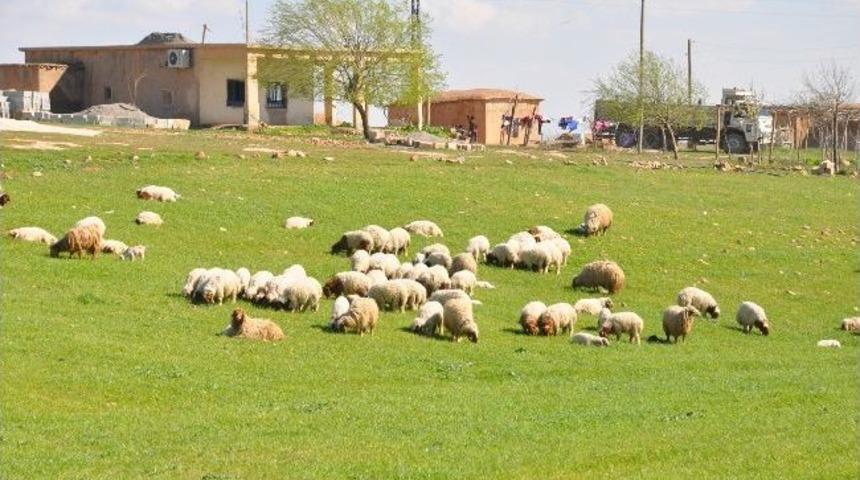 Baharla Yery&uuml;z&uuml; Yeşile B&uuml;r&uuml;nd&uuml;