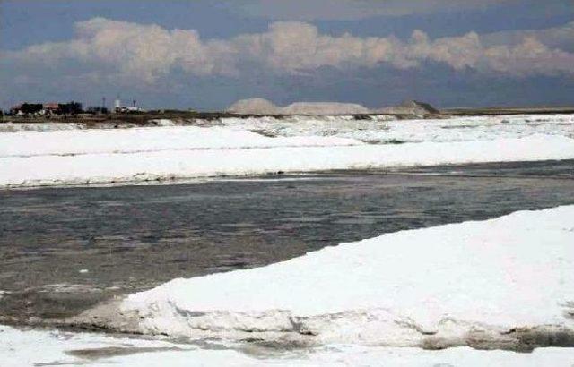 Tuz Gölü’nün Biyolojik Çeşitlilik Karış Karış Tespit Edildi