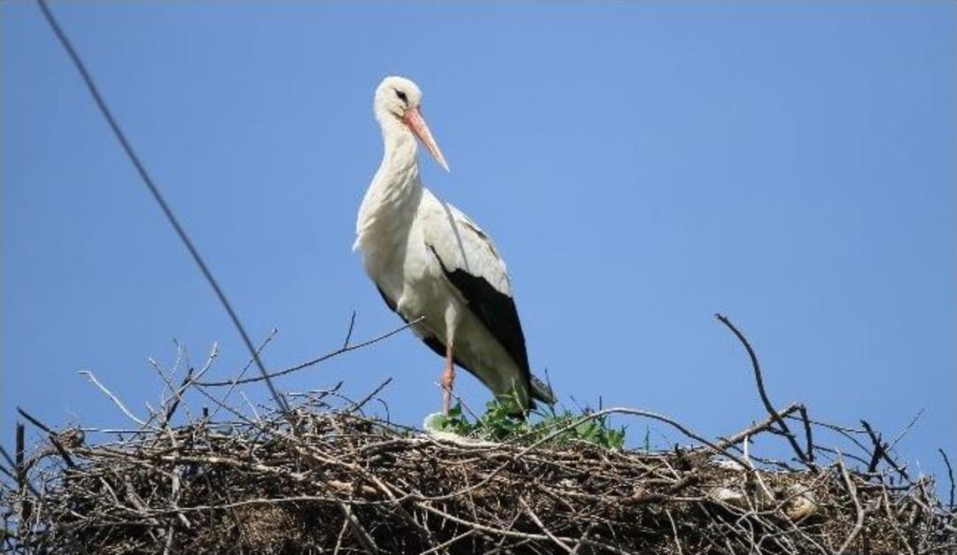 Leylek Sayısında Artış