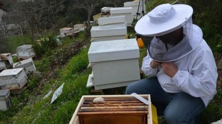 G&uuml;ney&rsquo;den Arıcılara Varroa Uyarısı