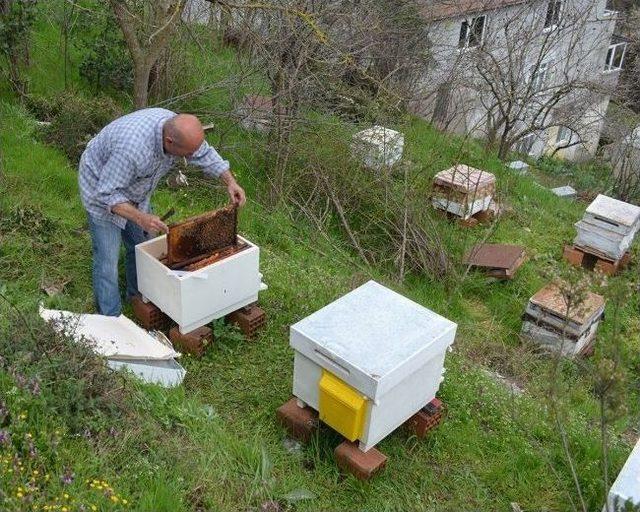 Güney’den Arıcılara Varroa Uyarısı