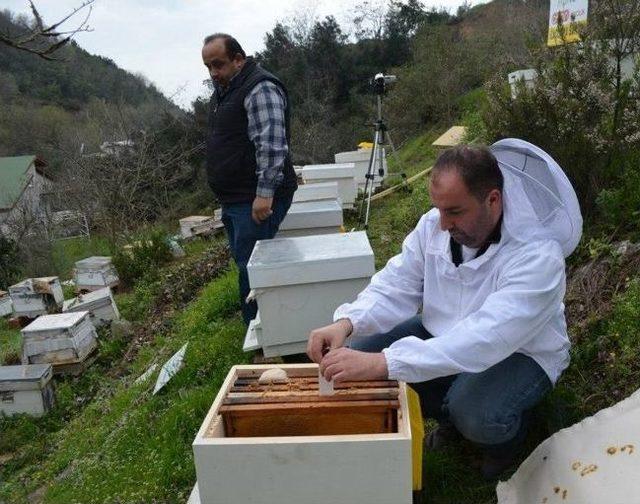 Güney’den Arıcılara Varroa Uyarısı