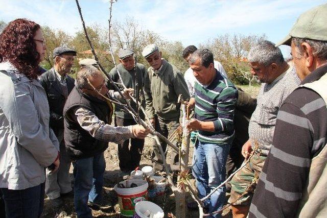 Muğla’da Ağaç Budama Kursu