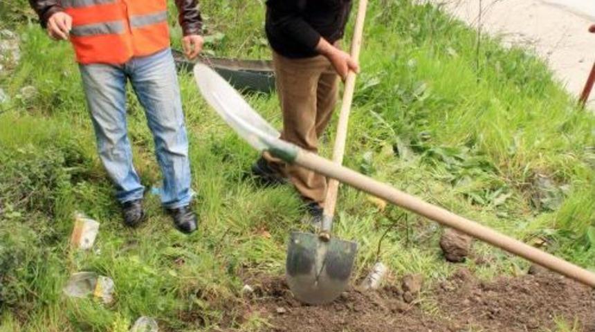 Aracın &Ccedil;arptığı Yavru Ayı Telef Oldu