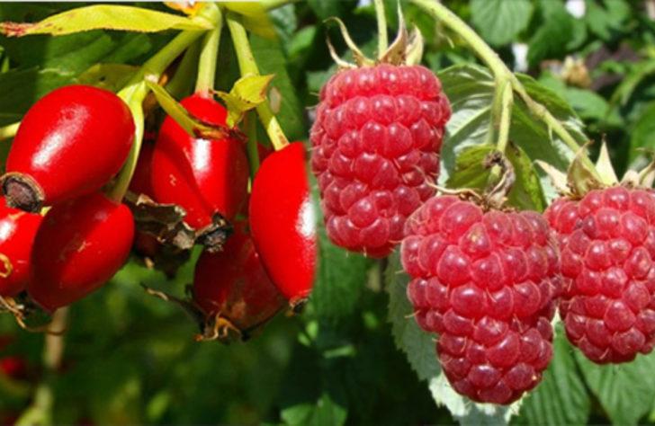  Bu kırmızılara dikkat! Kuşburnu, Karadut ve Kırmızıdut sağlık deposu