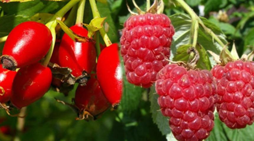  Bu kırmızılara dikkat! Kuşburnu, Karadut ve Kırmızıdut sağlık deposu