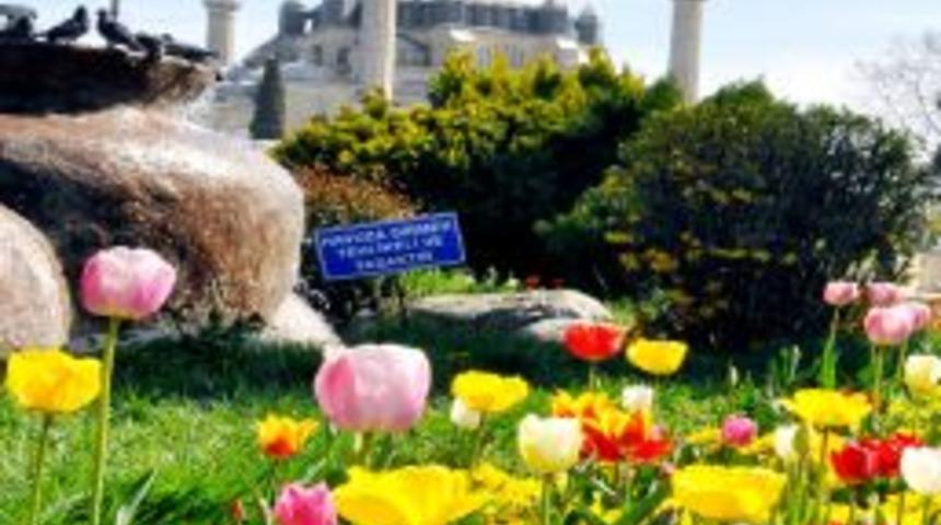 Laleler Selimiye'nin G&uuml;zelliğine G&uuml;zellik Kattı