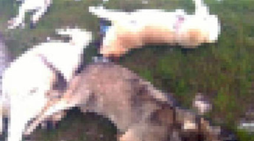 Kamp&uuml;ste k&ouml;pek itlafı!