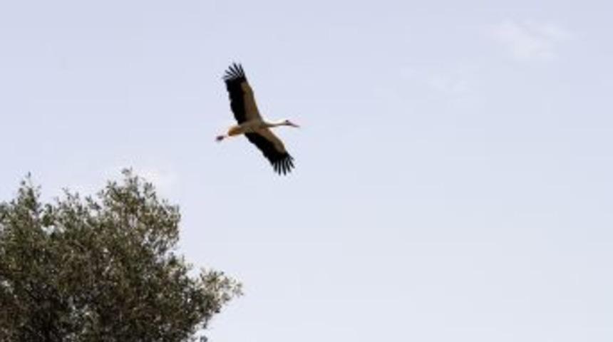 Muğla&rsquo;ya Gelen Leyleklerin Sayısı Artıyor