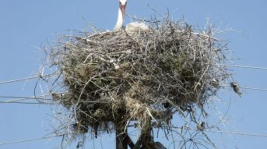 Baharın M&uuml;jdecisi Leylekler, Ovalara Indi