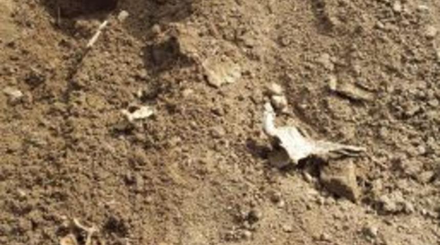 Tunceli&rsquo;de Insan Kemikleri Bulundu