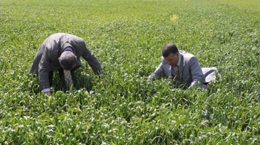 Mardin Gıda Tarım Ve Hayvancılık İl Müdürü Ekinleri İnceledi