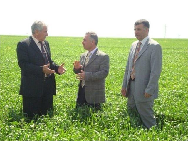 Mardin Gıda Tarım Ve Hayvancılık İl Müdürü Ekinleri İnceledi