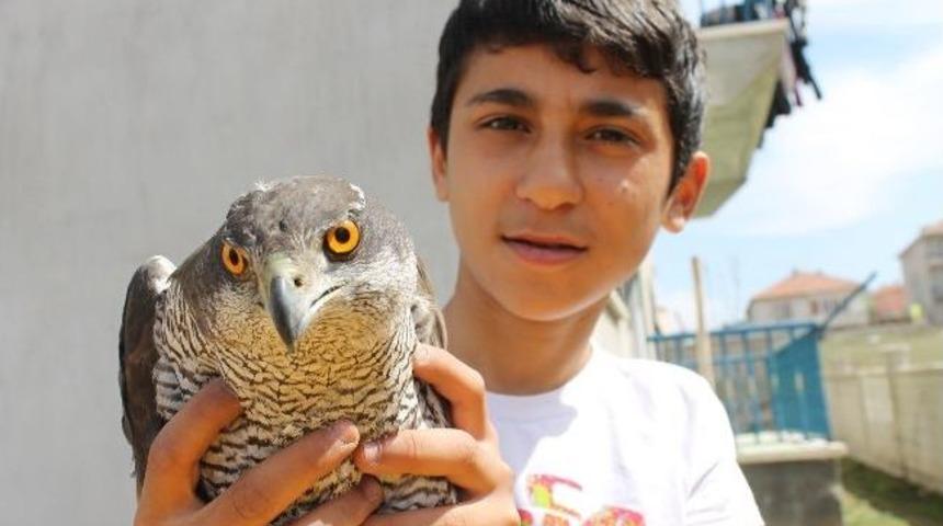 Akdağmadeni&rsquo;nde Yaralı Olarak Bulunan Atmaca Cinsi Kuş&rsquo;a 13 Yaşındaki &Ccedil;ocuk Sahip &Ccedil;ıktı