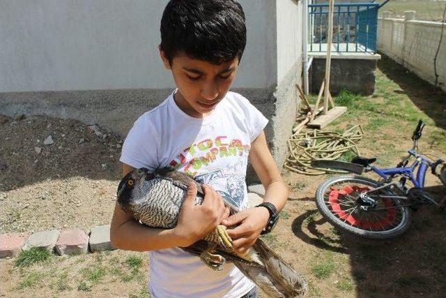 Akdağmadeni’nde Yaralı Olarak Bulunan Atmaca Cinsi Kuş’a 13 Yaşındaki Çocuk Sahip Çıktı