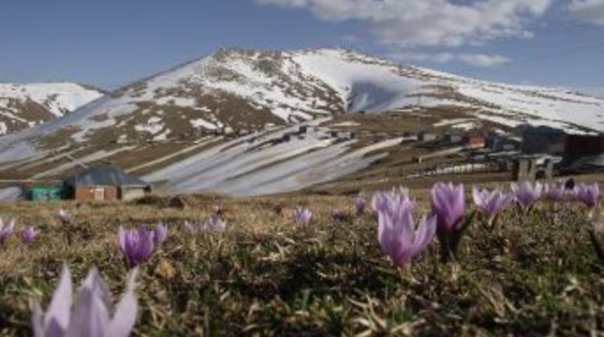 Espiye Yaylalarında &Ccedil;i&ccedil;ekler A&ccedil;tı