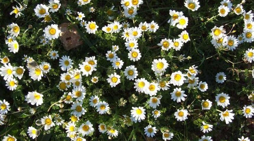 Baharın M&uuml;jdecisi Kır &Ccedil;i&ccedil;ekleri A&ccedil;tı