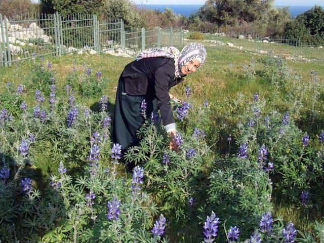 Baharın Müjdecisi Kır Çiçekleri Açtı