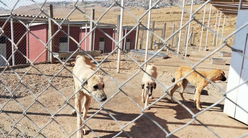 Mardin&rsquo;de 3 Yılda 2 Bin Sokak Hayvanının Tedavisi Yapıldı