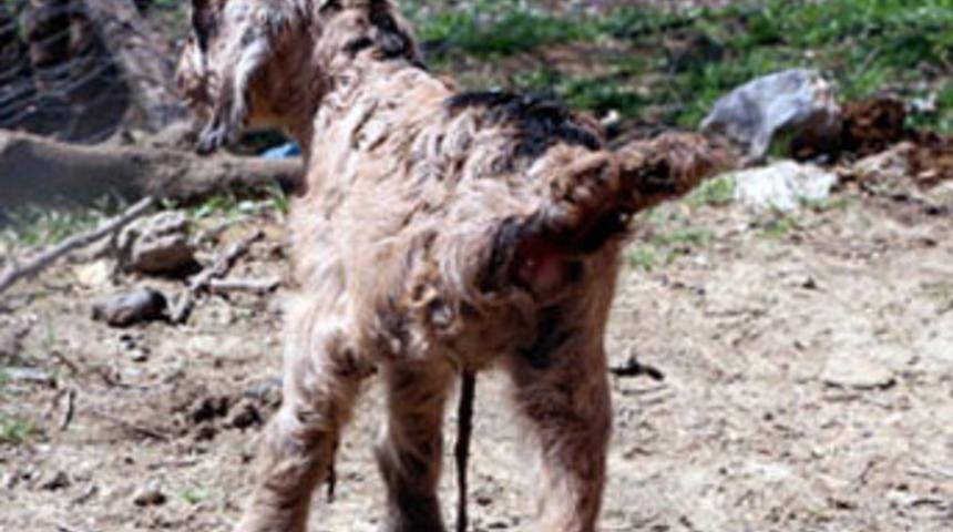 Üç bacaklı oğlak şaşırttı