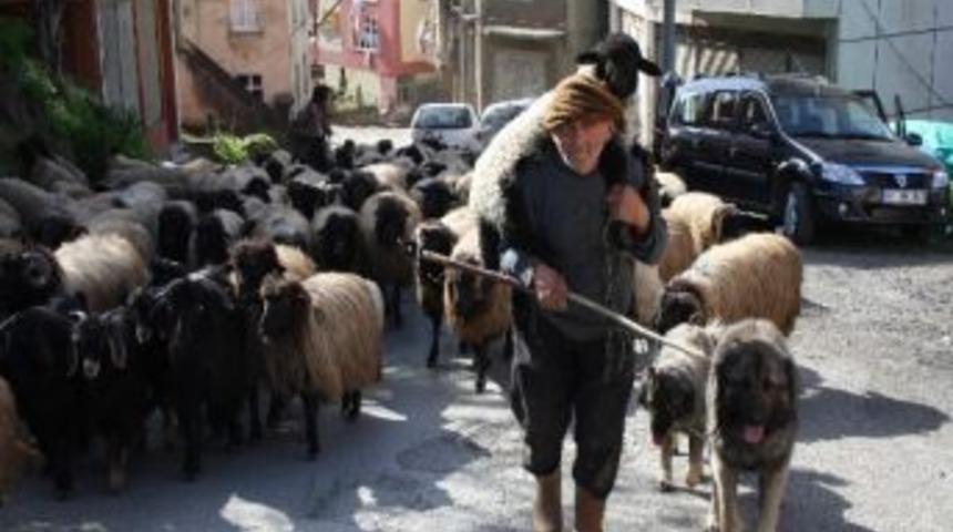 Ayağı Kırılan Yavru Kuzuyu Sırtında Yaylasına Kadar Taşıyacak