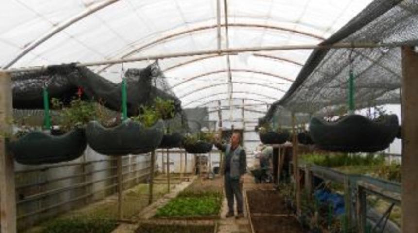 Belediye Fidanlığında 2 Ayda Bin 543 S&uuml;s Bitkisi &Uuml;retildi