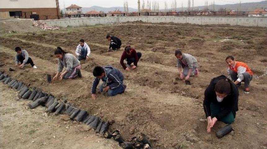 Gemerek&rsquo;te 10 Bin Fidan Toprakla Buluşacak