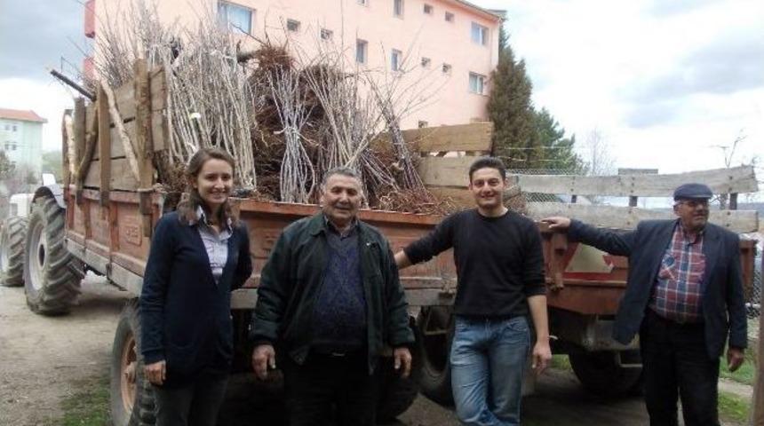Hisarcık&rsquo;ta &Ccedil;ift&ccedil;ilere 2 Bin 500 Elma Fidanı Dağıtıldı