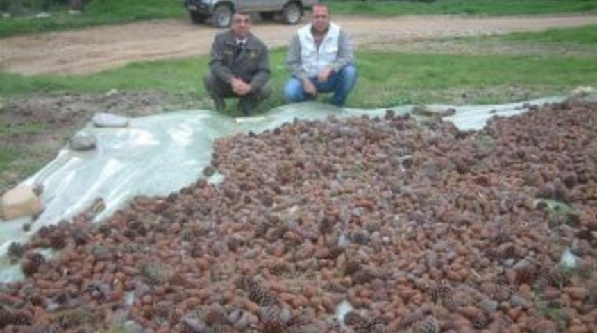 Burhaniye&rsquo;de Ormanlara Doğal Gen&ccedil;leştirme