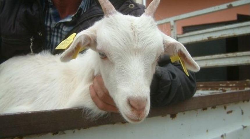 Burhaniye&rsquo;de Oğlaklara K&uuml;pe Takıldı