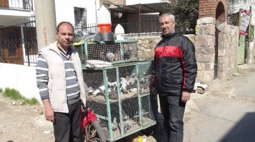 Ayvalık&rsquo;ta G&uuml;vercinler &Ccedil;alınma Tehlikesinde