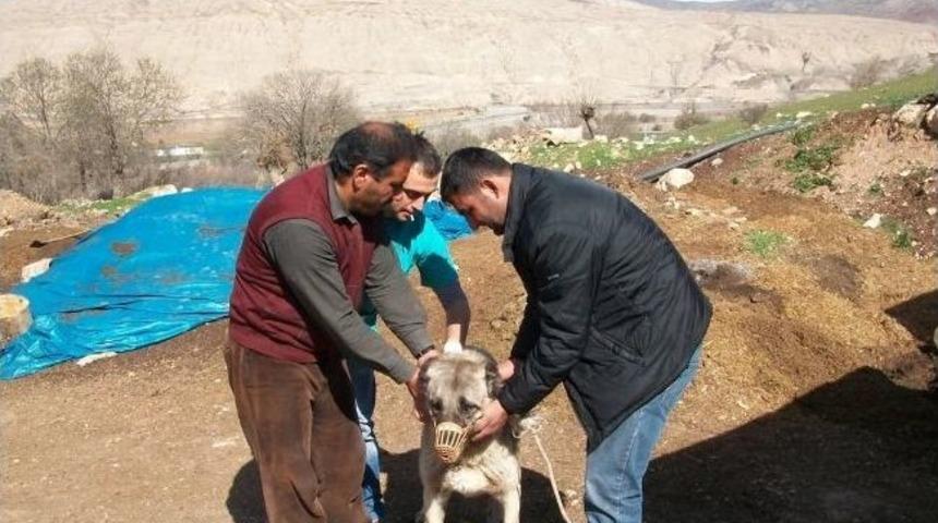Erzincan&rsquo;da Delibaş Hastalığı İle M&uuml;cadele