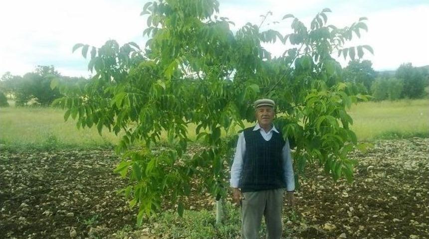 Hisarcık&rsquo;ta &ldquo;k&uuml;tahya Organik Ceviz Vadisi Projesi&rdquo;