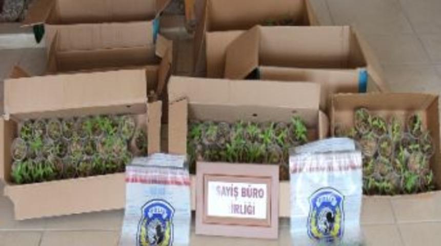 Mut&rsquo;ta 784 K&ouml;k Hint Keneviri Ele Ge&ccedil;irildi