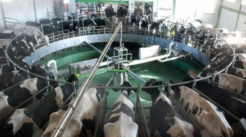 T&uuml;rkiye&rsquo;den Ab&rsquo;ye S&uuml;t İhracatı