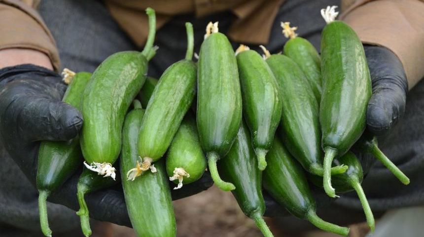 Silor 0,9 Liraya D&uuml;şt&uuml;, &Uuml;retici Tohum Parasını Kurtarmanın Peşinde