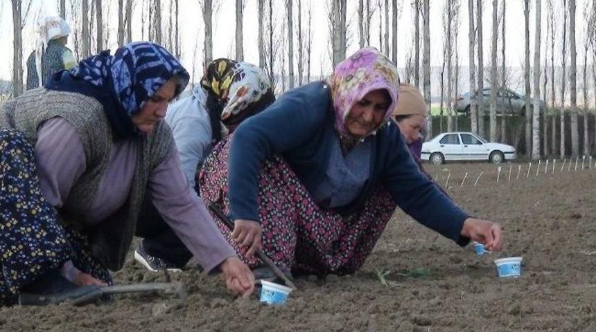 Çorum’da Şeker Pancarı Üretimini Artırma Çalışmaları