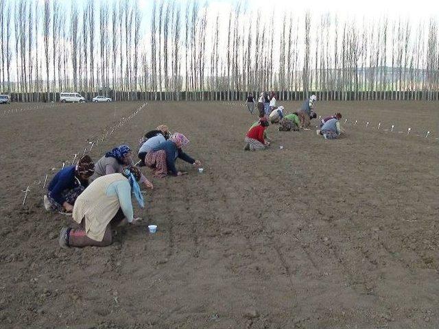 Çorum’da Şeker Pancarı Üretimini Artırma Çalışmaları