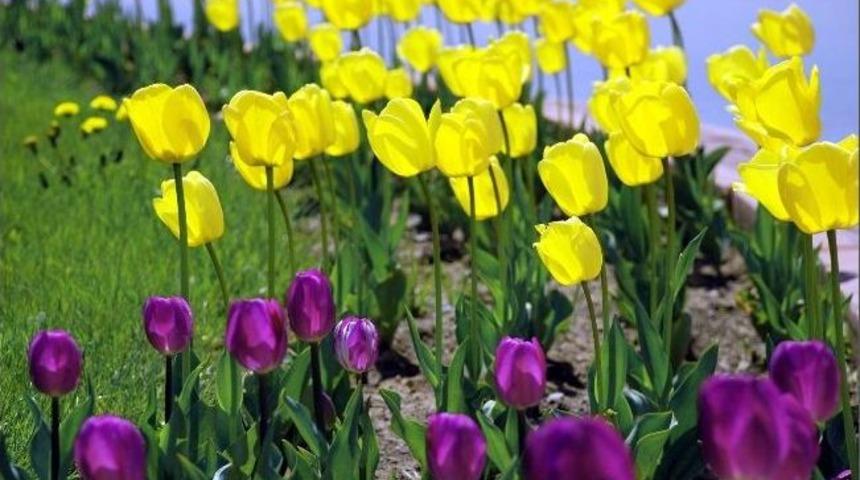 Kayseri &Ccedil;i&ccedil;ek A&ccedil;tı