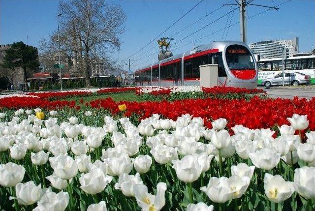 Kayseri Çiçek Açtı