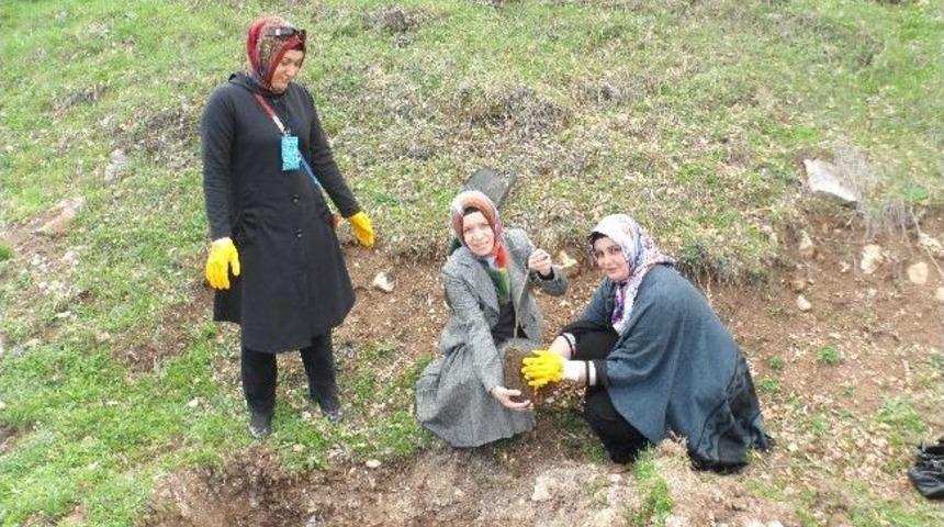 Ak Partili Kadınlar 500 Fidanı Toprakla Buluşturdu