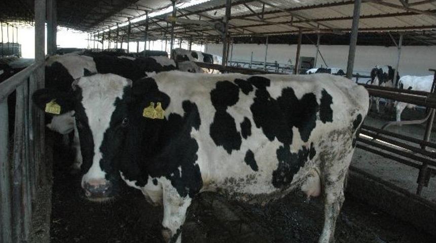 13 Yıl Sonra Gelen İhracat &Uuml;reticileri Sevindirdi