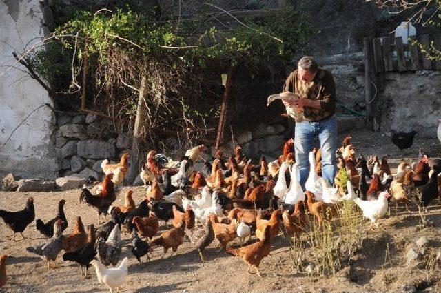 Bodrum’dan Tavukları İle Tokat’a Geldi