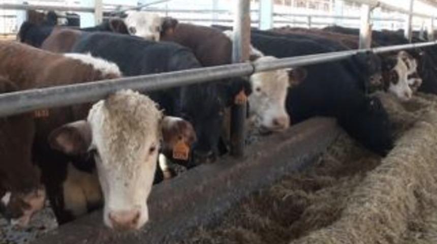 Namet Urfa'da kasap bulamıyor