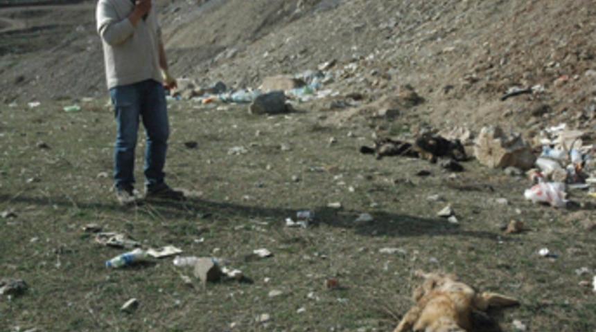 Hakkari&rsquo;de k&ouml;pek katliamı