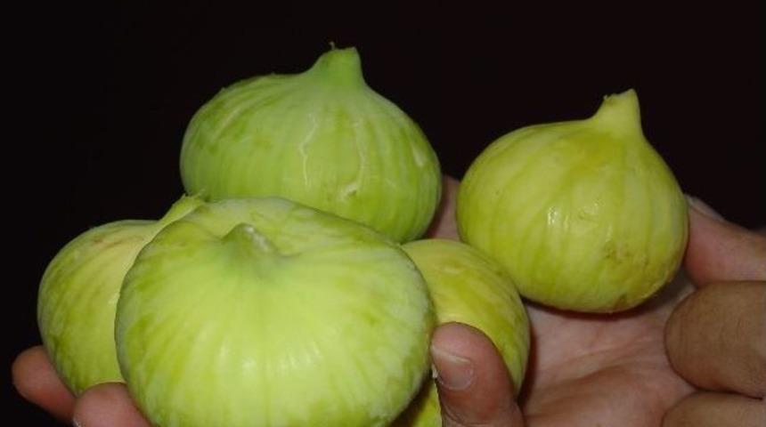 Aydın &Uuml;reticisi Tacirin Eline Bakmaktan Kurtuluyor