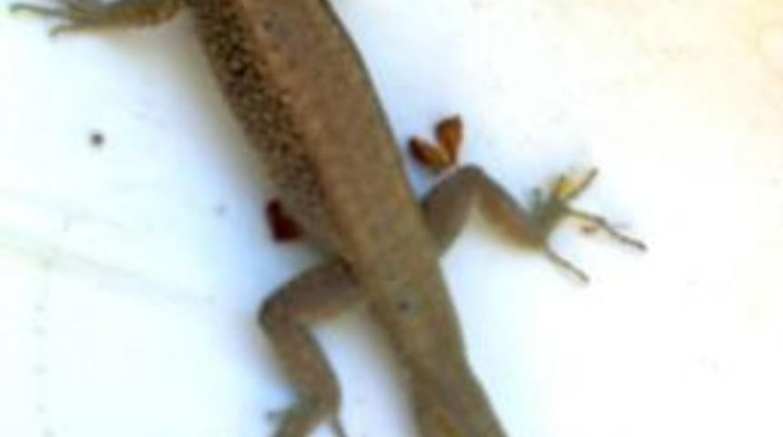 &Ccedil;ift Kuyruklu Kertenkele G&ouml;renleri Şaşırttı